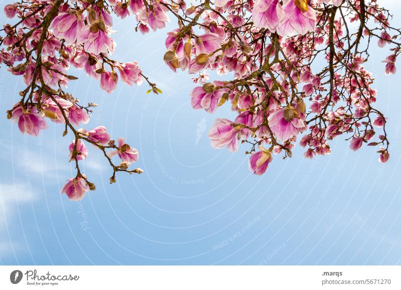 Magnolie rosa Himmel Natur Frühling Baum blühen Pflanze Blüte Blüten Frühlingsgefühle Schönes Wetter Sonnenlicht Wachstum Nahaufnahme schön Frühlingserwachen