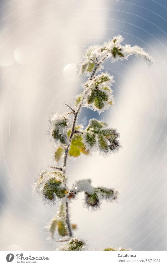 Eiskristalle auf einem Weissdorn Zweig Tageslicht Struktur gefroren schön frostig Frost Winterstimmung Kälte winterlich Jahreszeit frieren kalt Wetter Raureif