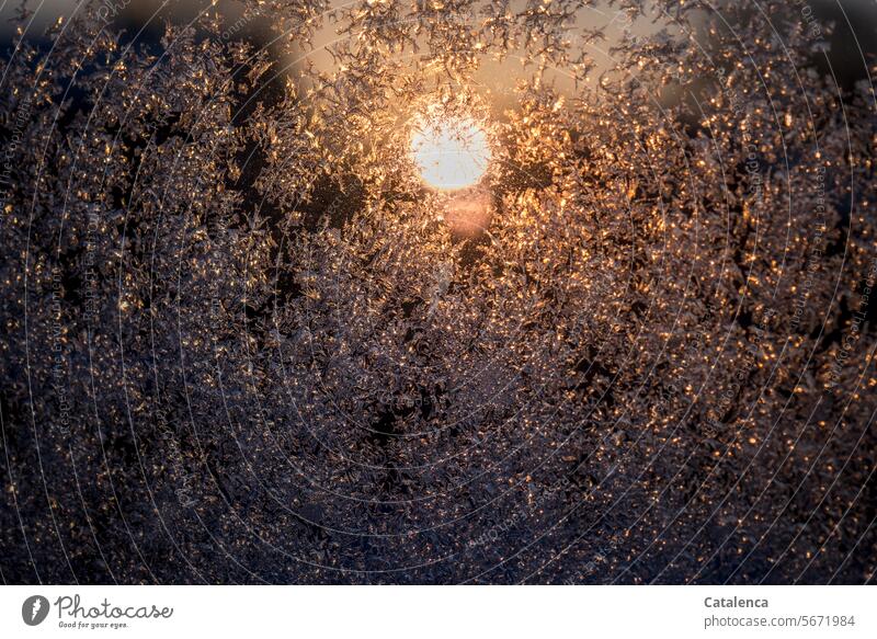 Eiskristalle auf der Fensterscheibe, Sonne geht auf Jahreszeiten Winter winterlich kalt Kälte Frost Struktur Natur Wetter Sonnenlicht Tag Tageslicht Orange