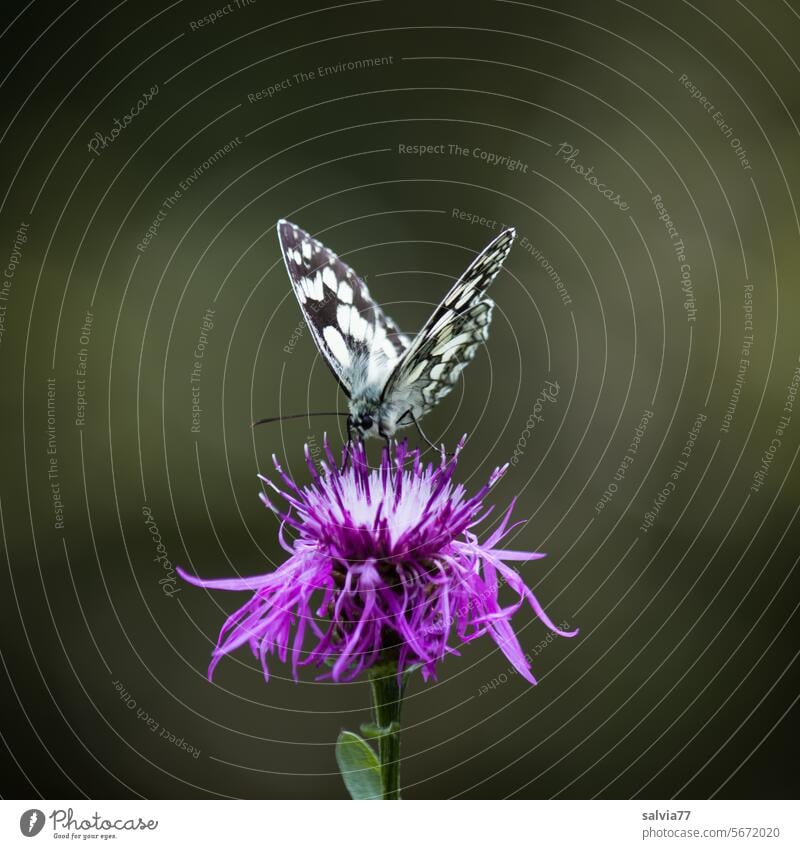 Falter in schwarzweiß mit Schachbrettmuster Schmetterling Schachbrettfalter Flockenblume lila Lepidoptera Melanargia galathea Damenbrett Insekt Flügel Farbfoto
