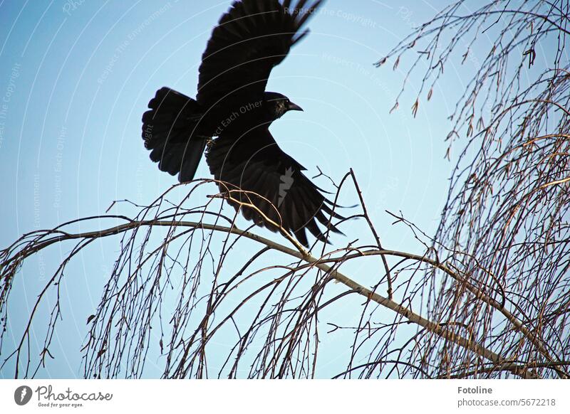 Ein Rabe breitet seine Flügel weit aus und fliegt mit kraftvollen Flügelschlägen von dem Ast weg. Vogel schwarz Tier Krähe wild Tierwelt Schnabel Feder dunkel