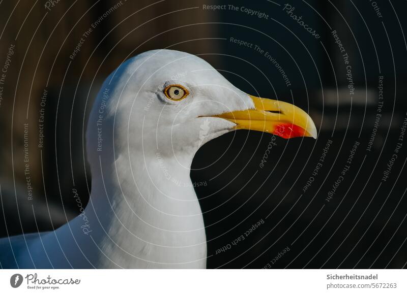 Nahaufnahme Möwe Porträt Vogel Tier Außenaufnahme Menschenleer Möwenvögel seevogel Wildvogel Seevogel Küste Natur weiß