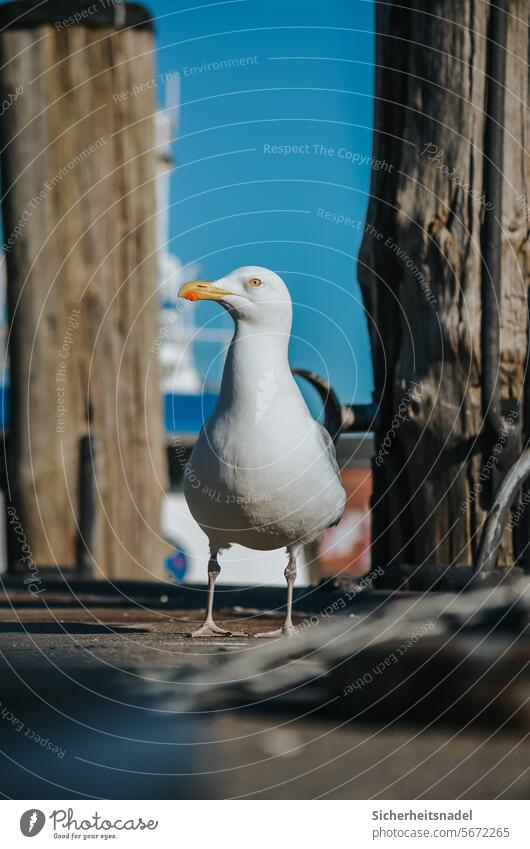 Möwe auf Steg Vogel Hafen Nordsee Küste Außenaufnahme Wildvogel seevogel Wildtier