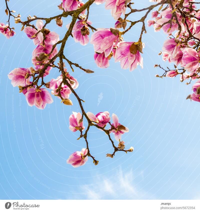 Magnolie Eleganz sanft Reinheit weich Blütezeit Botanik Blütenknospen Magnoliengewächse Magnolienblüte Zweige u. Äste blau zart Blühend Duft Garten Park