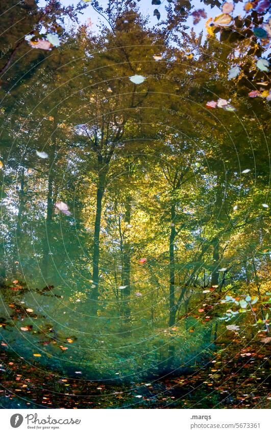 Leuchtender Teich Reflexion & Spiegelung Wald friedlich natürlich Umwelt farbenfroh Blatt gelb Blätter Natur Saison Herbst Jahreszeiten leuchten