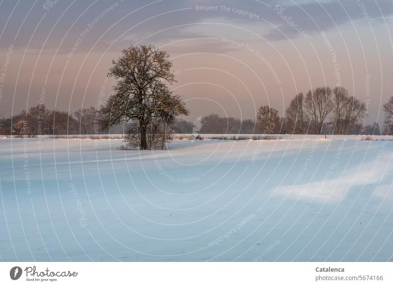 Dezembermorgen Natur Flora Fauna Jahreszeit Winter Wetter Schnee Wiese Baum Hecke Himmel Wolken Horizont Kälte Frost winterliche Landschaft frostig