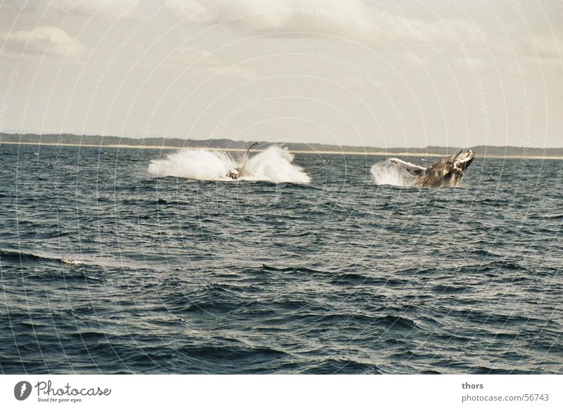Two humpback whales jumping offshore St. Lucia, South Africa Meer Wal Buckelwal springen Wolken Pazifik Indischer Ozean Wellen Meerwasser Südafrika Afrika