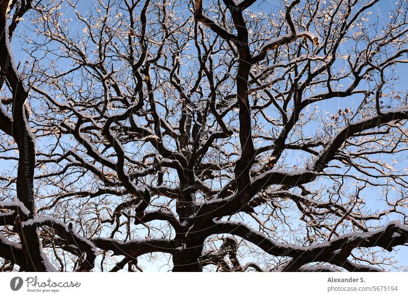 Eichenkrone mit Schnee auf den Ästen Eichenbaum Eichenbaumkrone Baumäste Baumstamm Zweige u. Äste Äste und Zweige Wald Natur Winter graphisch Pflanze Himmel