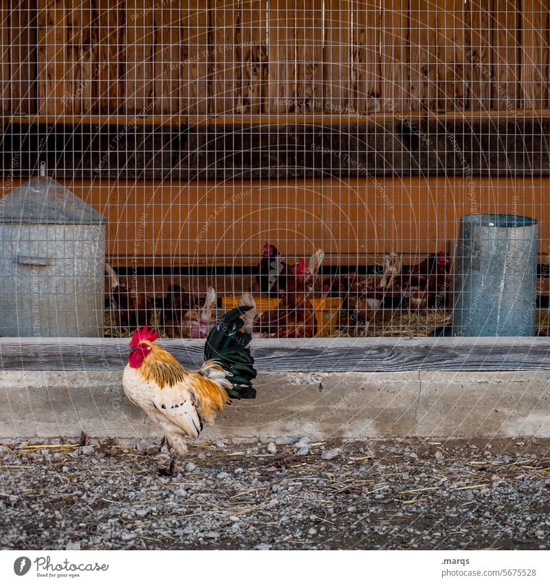 Supervisor Stall Hahn Hühnerstall Vogel Bauernhof Kamm Schnabel Geflügel Federvieh Hähnchen natürlich Rolle Mann Boss Chef stolz ländlich aufpassen