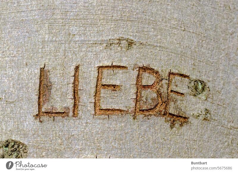 L I E B E Liebe Baum Rinde Baumrinde Holz Strukturen & Formen Schrift Schriftzeichen Botschaft Love einritzen geritzt Detailaufnahme Natur Muster Buchstaben