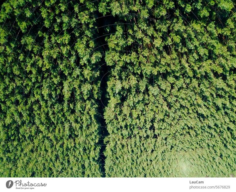 Hanging Garden Wald auf dem Kopf Perspektivwechsel Bäume umgedreht Landschaft Natur Baum ruhig grün Weg Wege & Pfade Umwelt Forstwirtschaft Forstwald Pflanze