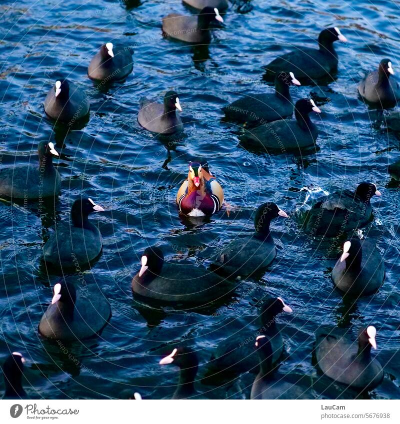 einzigartig - Mandarinente allein unter Blässhühnern hervorstechend Vogel Außenaufnahme Tier Ente alleine Entenvögel Wasser See schwimmen durcheinander