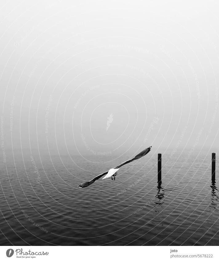 Möwe fliegt über das Meer und Poller spiegeln sich im Wasser Herbst herbstlich trüb Natur trist Oktober November Novemberwetter oktoberwetter Traurigkeit