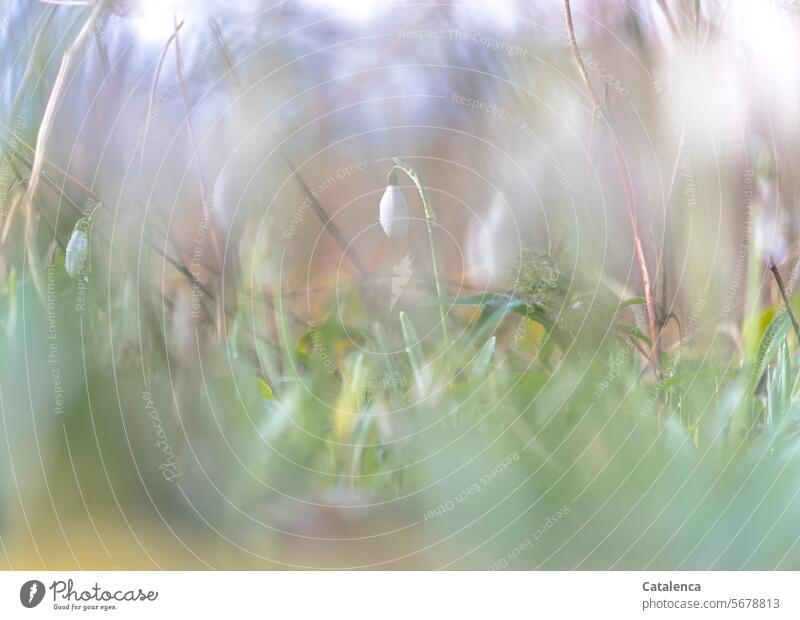 Schneeglöckchen Tag Tageslicht Blütenblätter Jahreszeit verblühen Blühend verbluhen welken schön Natur Flora Pflanze Winter Garten Frühling Grün Blau Weiss