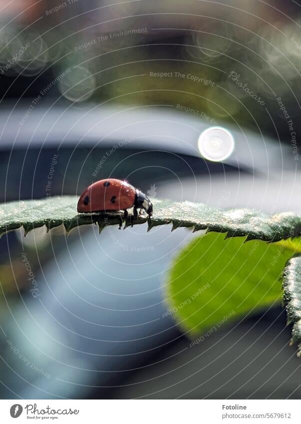 Ein kleiner roter Marienkäfer krabbelt über ein grünes Blatt. Im Hintergrund glitzert was auch immer. Käfer Natur Tier Insekt Nahaufnahme krabbeln Glück