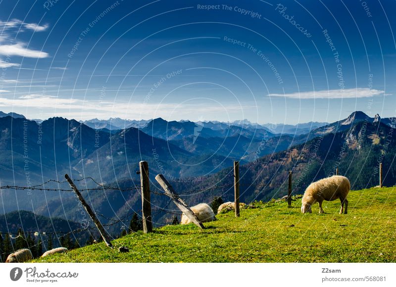 eher so gemütlich! Ausflug Berge u. Gebirge wandern Natur Landschaft Himmel Herbst Schönes Wetter Wiese Alpen Gipfel Schaf Fressen stehen nachhaltig natürlich