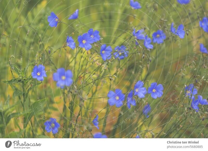 blaue Blüten im naturnahen Garten Lein Stauden-Lein Sommer Linum Leingewächse Natur Leinblüten Flachs blauer Lein wunderschön bienenfreundlich blühend