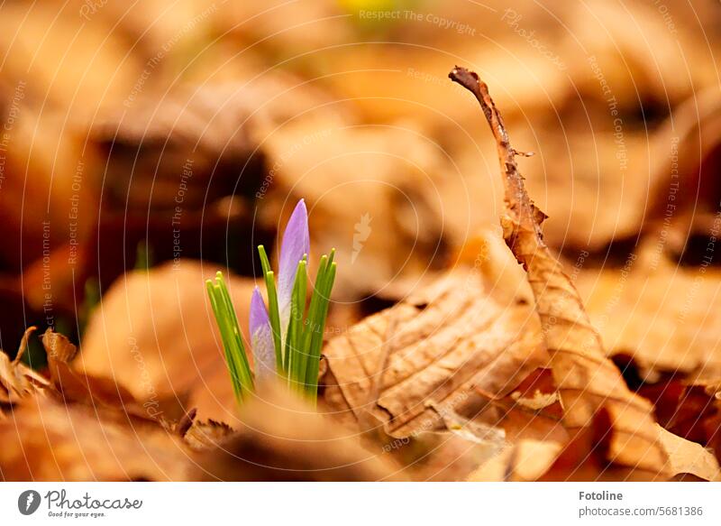 Kraftvoll kämpft sich der kleine Krokus durch das alte Herbstlaub des letzten Jahres der Sonne entgegen und erfreut mich mit seinen bunten Farben und der Botschaft, dass der Frühling naht.