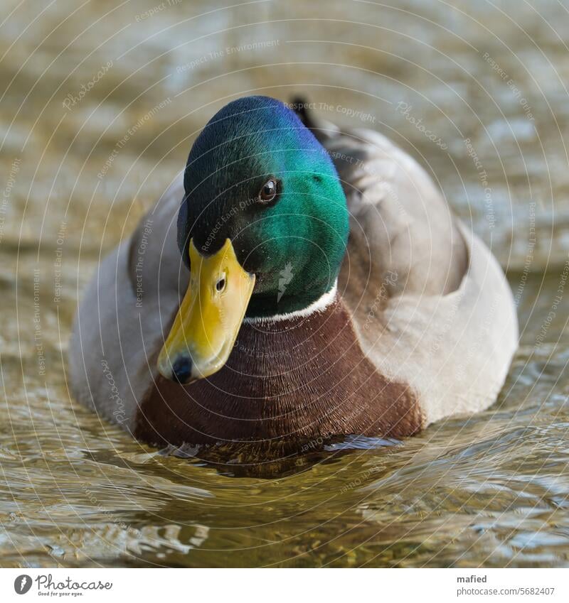 Stockente / Erpel im Prachtkleid schwimmt auf einem Teich Ente Vogel Tier Außenaufnahme Farbfoto Schnabel Wasser Menschenleer Entenvögel grün
