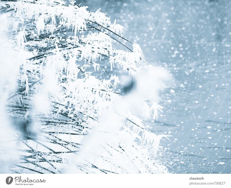 gefrorener teich Teich See Gras kalt Winter Halm frieren ruhig fein Idylle Wasser Frost blau Kristallstrukturen Eis Raureif Natur