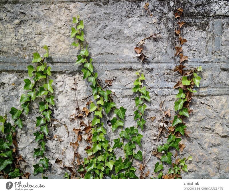 Efeu wächst die Wand hinauf Mauer Wachs Pflanzen Unkraut Gebäude Fassade grün Wachstum Ranke Blatt Natur Haus Umwelt natürlich Kletterpflanzen Wildpflanze