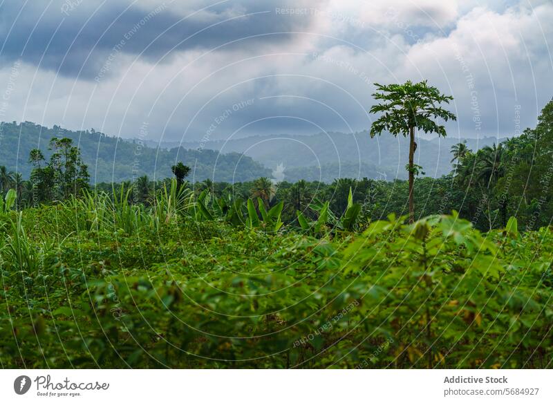 Üppige tropische Dschungellandschaft im Dschungel, São Tomé Vegetation Grün Natur Biodiversität Landschaft Stimmung Himmel üppig (Wuchs) dicht Laubwerk Wald