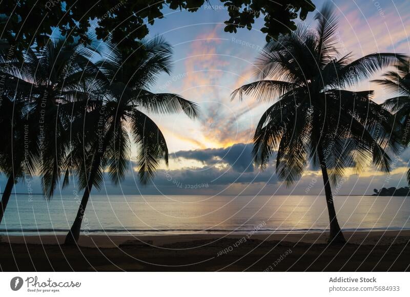 Tropischer Sonnenuntergang am Praia Emilia mit Palmensilhouetten tropisch praia emilia Silhouette Strand Gelassenheit Himmel lebhaft Farben gerahmt