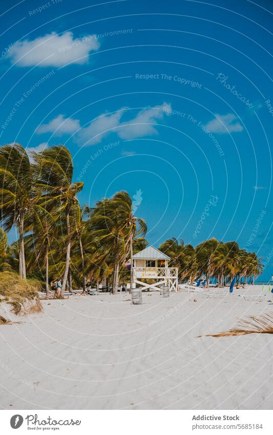 Sonniger Tag am Strand von Miami mit Palmen und Rettungsschwimmerturm Florida USA Himmel Sand Rettungsschwimmturm sonnig tropisch Küstenlinie Seeküste reisen
