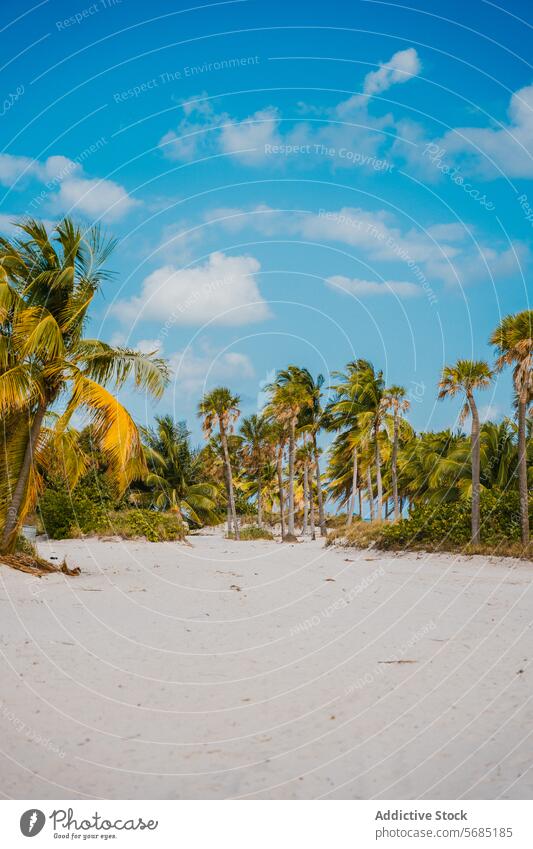 Tropisches Strandparadies in Miami, Florida Palme Sand tropisch Paradies Blauer Himmel USA Küstenlinie malerisch Reiseziel Natur Landschaft Sommer Urlaub