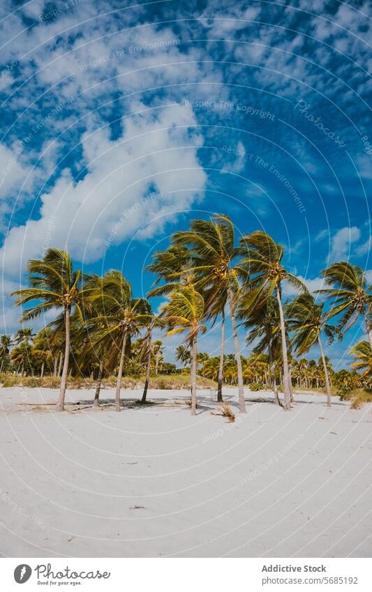 Palmen und blauer Himmel am Strand von Miami Florida USA tropisch Blauer Himmel üppig (Wuchs) pulsierend Sand Küstenstreifen Landschaft reisen Ausflugsziel