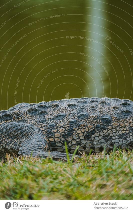 Amerikanischer Alligator sonnt sich in Miami, Florida Amerikaner Reptil USA Schuppen Textur Nahaufnahme Tierwelt sonnend Sumpf Sumpfgebiet Feuchtgebiet Natur