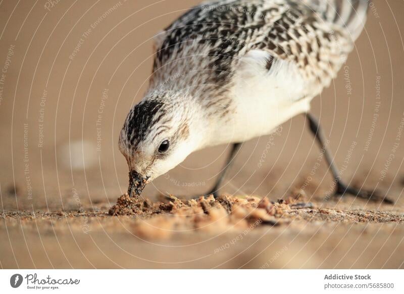 Flussuferläufer auf Futtersuche am Sandstrand Dreizehenstrandläufer Strand Nahrungssuche Asturien Migrationspassage Küstenvogel Vogel Natur Tierwelt filigran