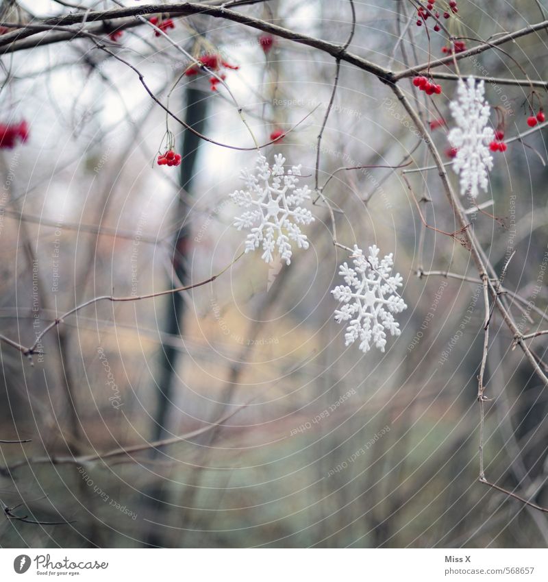 Leise rieselt der Schnee Garten Dekoration & Verzierung Weihnachten & Advent Winter Eis Frost Schneefall Sträucher hängen kalt Weihnachtsdekoration Schneeflocke