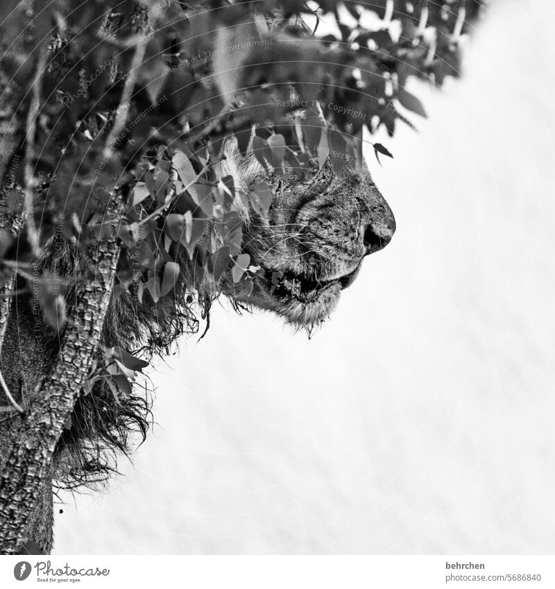 stupsnäschen Schwarzweißfoto Tierporträt Außenaufnahme Jagd Risiko Tierschutz Landraubtier gefährlich Kraft fantastisch außergewöhnlich Fell Löwe Wildtier