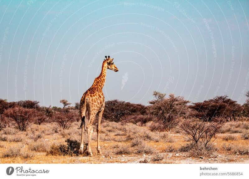 immer den überblick gehalten etosha national park Etosha wild Afrika Namibia Freiheit Fernweh Farbfoto Ferien & Urlaub & Reisen Landschaft Abenteuer Natur