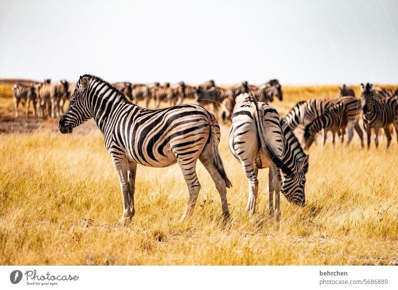 *4 4 0 0* TIERische momente Trockenheit trocken Salzpfanne Gras Umwelt Tierschutz Tierliebe Zebrastreifen beeindruckend Abenteuer besonders Freiheit Natur