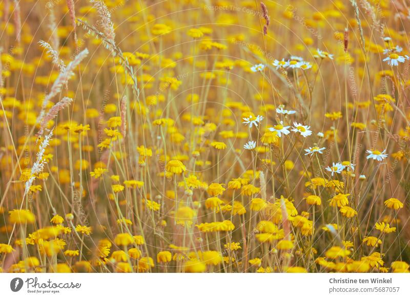 Färberkamille auf einer insektenfreundlichen Blühwiese gelbe Wildblumen sommerlich Wiesenblumen besonders Wildpflanze Unschärfe Schwache Tiefenschärfe natürlich