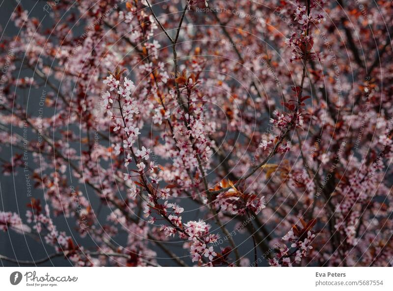 Kirschblüten an einem Baum in Italien Kirsche Zierkirsche Kirschbaum Frühling Blüte rosa Natur Blühend Frühlingsgefühle Außenaufnahme Pflanze natürlich Umwelt