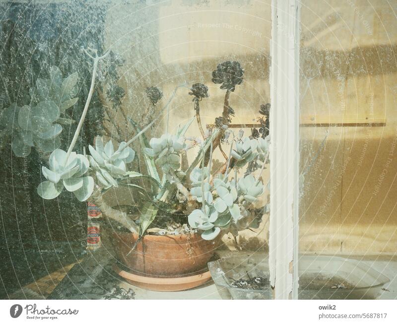 Sonnenverwöhnt Schaufenster Topfpflanze Fenster Pflanze Zimmerpflanze Menschenleer geheimnisvoll durchsichtig Glasscheibe Fensterscheibe Fensterrahmen
