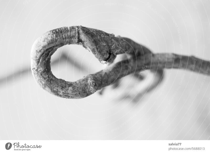 Warteschleife | kunstvoll gewachsener Zweig einer Korkenzieherweide Ast Natur krumm Schwarzweißfoto weißer Hintergrund außergewöhnlich Schleife gebogen