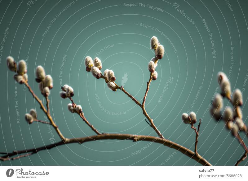 Weidenkätzchen Zweig vor graublauem Hintergrund Frühling Pflanze weich Sträucher zart Frühblüher Hintergrund neutral Menschenleer Farbfoto Wachstum Ast
