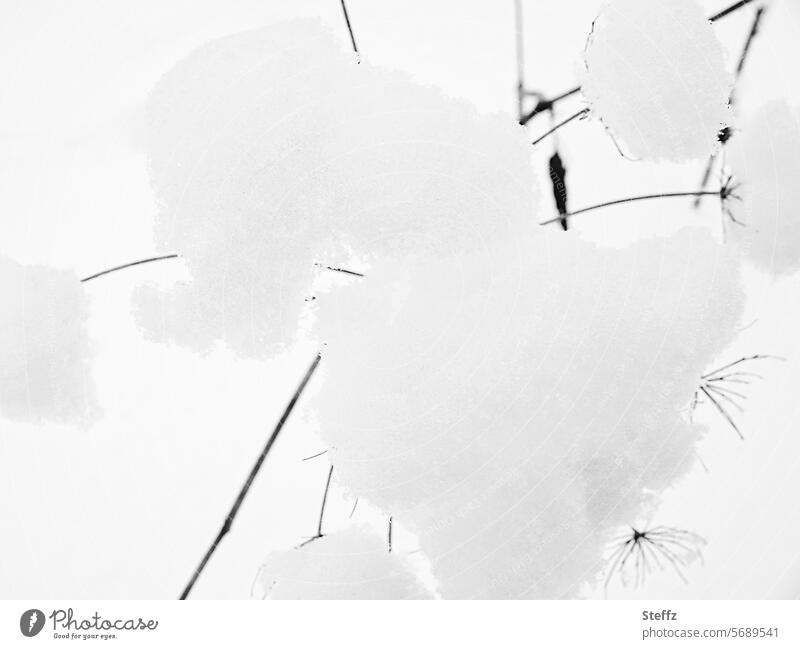 schneebedeckte Pflanzen Schnee Schneehaube verschneit Winterstimmung Jahreszeiten Winterkälte Wetter Klima Kälte kalt abstrakt Wintertag schwarz grau weiß trist
