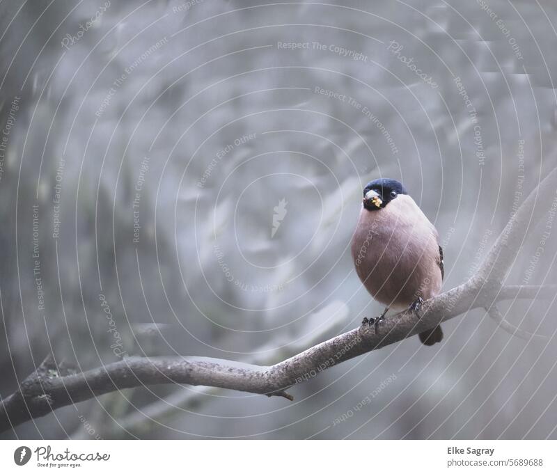 Vogel- Porträt  Dompfaff weiblich Dompfaffweiblich Außenaufnahme Tier Natur Gimpel Wildtier Tierporträt Schnabel Baum sitzen Umwelt Menschenleer Tag Feder Ast