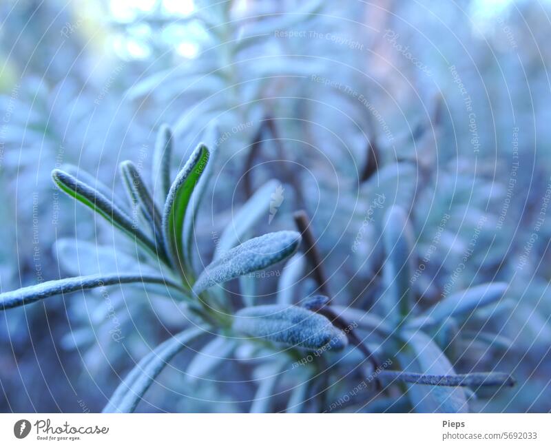 Lavendelkraut vorm Winterschlaf Duft sanfte Farben grün Pflanze Außenaufnahme Heilpflanzen Garten