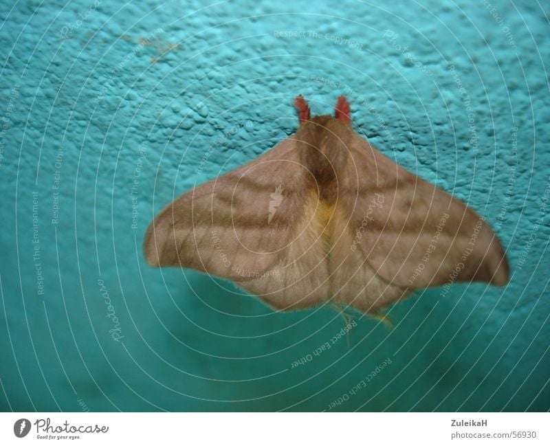 Moth Motte Wand Insekt Licht Nacht Schmetterling Tier Flugtier Fühler Schädlinge braun moth exotisch Flügel Schatten turkis