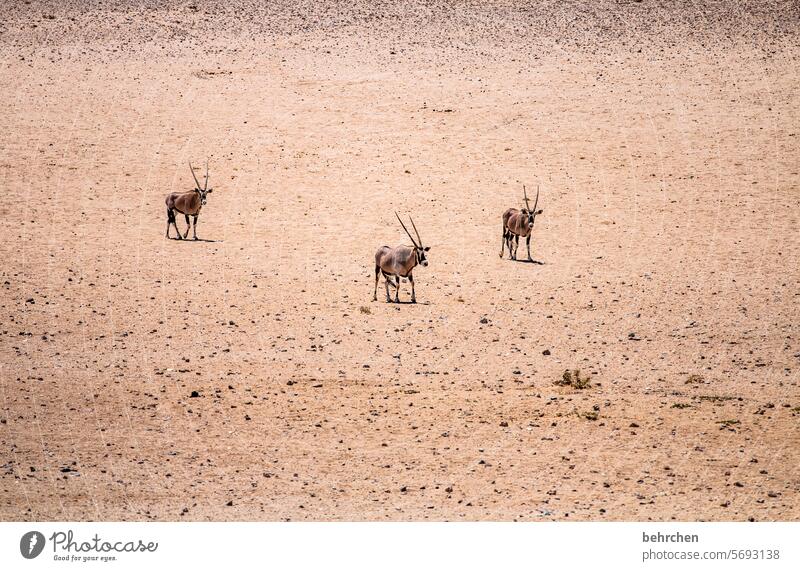 drei spießer Trockenheit Antilopen Oryx Dürre Klimawandel trocken besonders beeindruckend Wärme Ferien & Urlaub & Reisen Natur Freiheit Abenteuer Einsamkeit