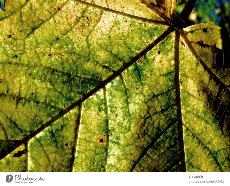blattstruktur Blatt grün gelb Muster Gefäße Herbst Natur Strukturen & Formen Detailaufnahme