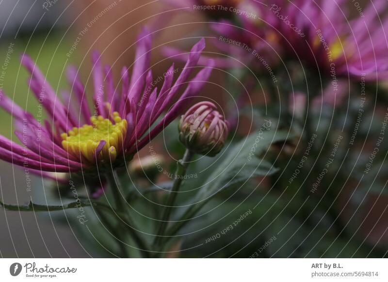 Chrysantheme Jahreszeit nahaufnahme blume Blüte Frühling Blume blumig eigenwillig natur gelb lila Blumenfoto Knospe blüten