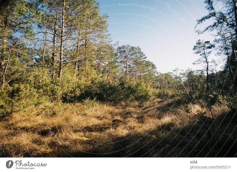 Pupplinger Au – Rund um München Bäume Baum Wipfel hoch Wald Kontrast Wachstum Außenaufnahme Natur Umwelt Analogfoto Landschaft Nadelwald Baumstamm Kodak