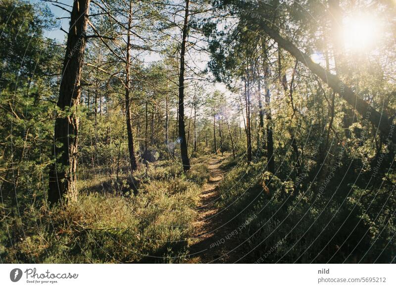 Pupplinger Au – Rund um München Bäume Baum Wipfel hoch Wald Kontrast Wachstum Außenaufnahme Natur Umwelt Analogfoto Landschaft Nadelwald Baumstamm Kodak